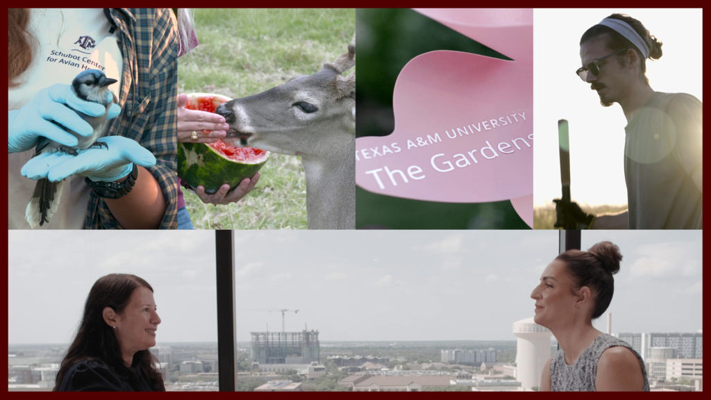 A blue jay is held, a deer eats watermelon, a pinwheel that says Texas A&M University Gardens spins, and a man sweats in the sun while working in a field. Below, two people talk in an interview.