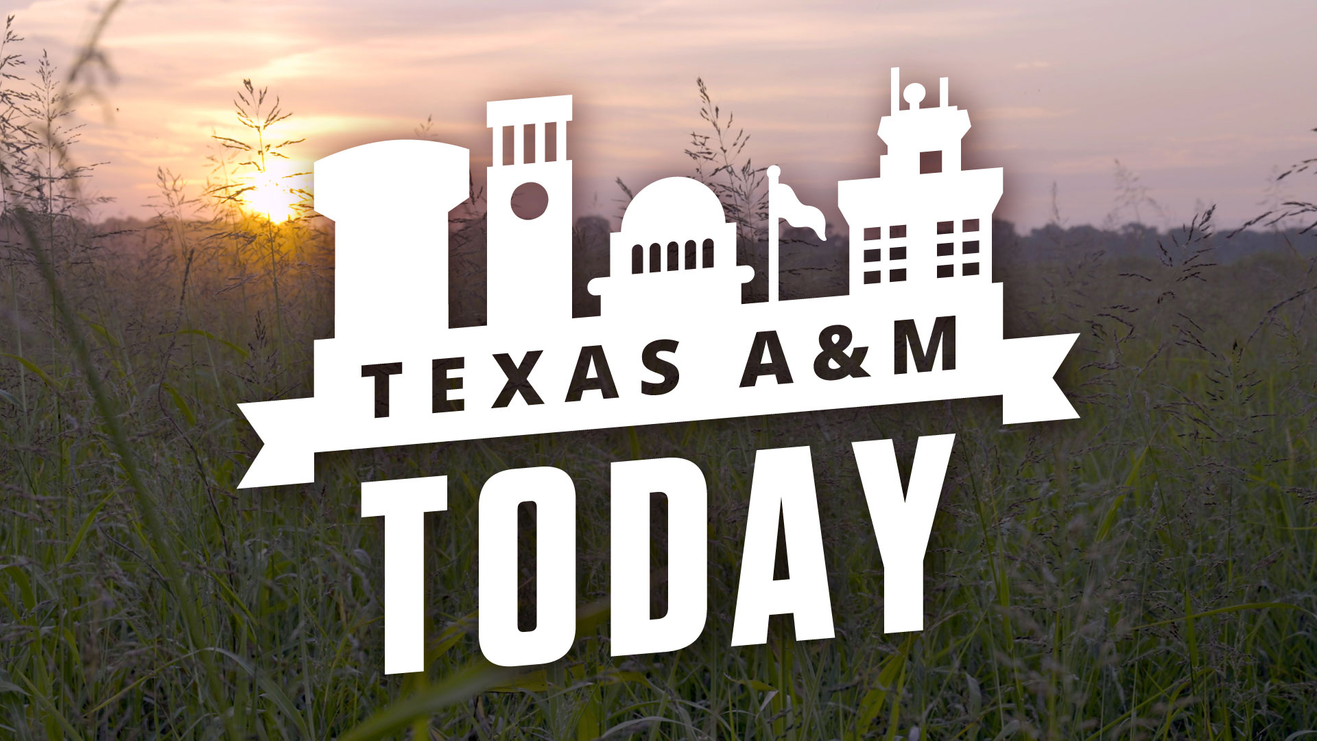 Texas A&M Today logo over a farm field