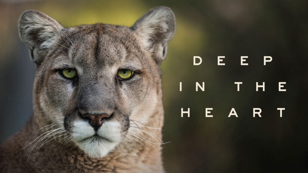 Deep in the Heart: A Texas Wildlife Story on KAMU-TV