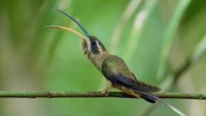 PBS: NATURE: The Hummingbird Effect