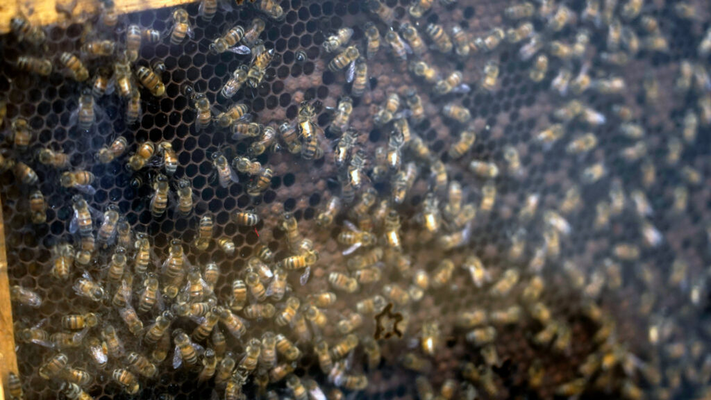 Bees swarm in an observation hive.
