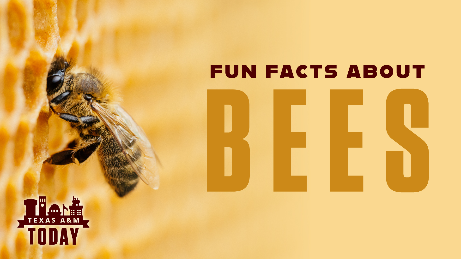 Fun Facts About Bees