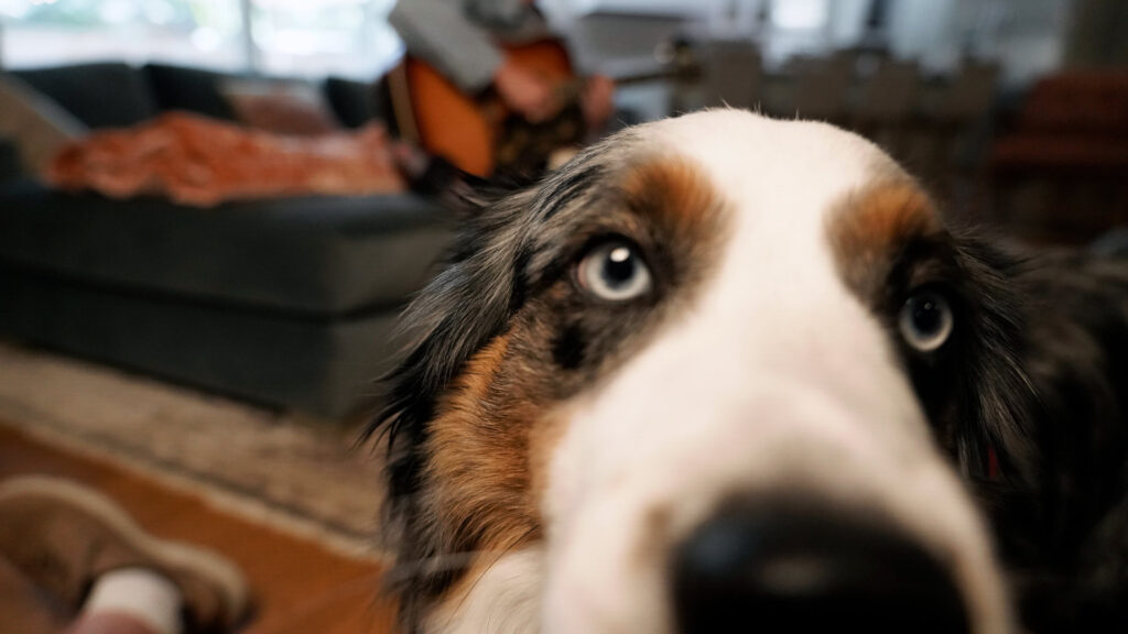 A curious dog pokes his nose into a camera lens.
