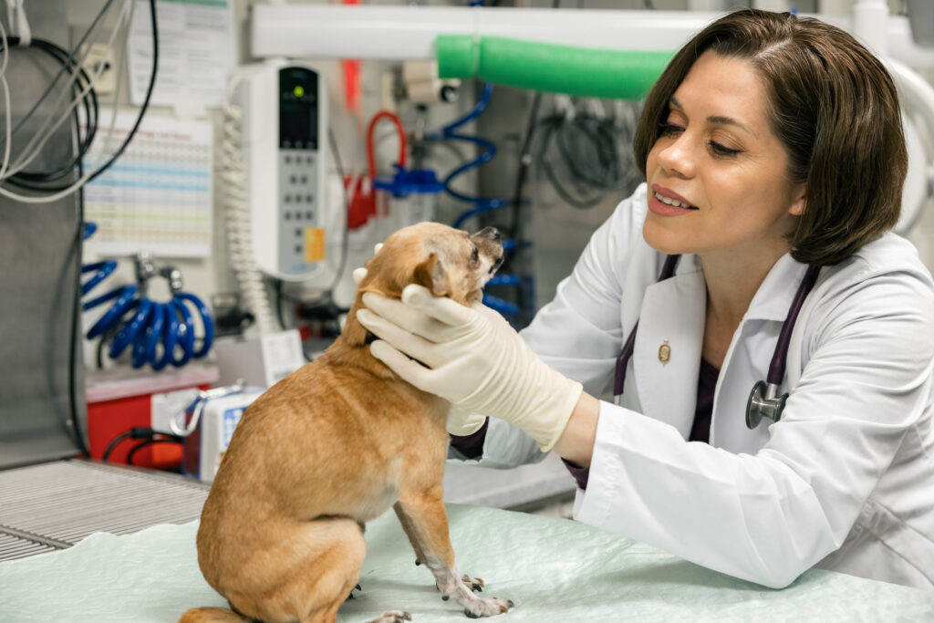 Dr. Adriana Regalado-Ibarra with dog Paco during a dental exam.