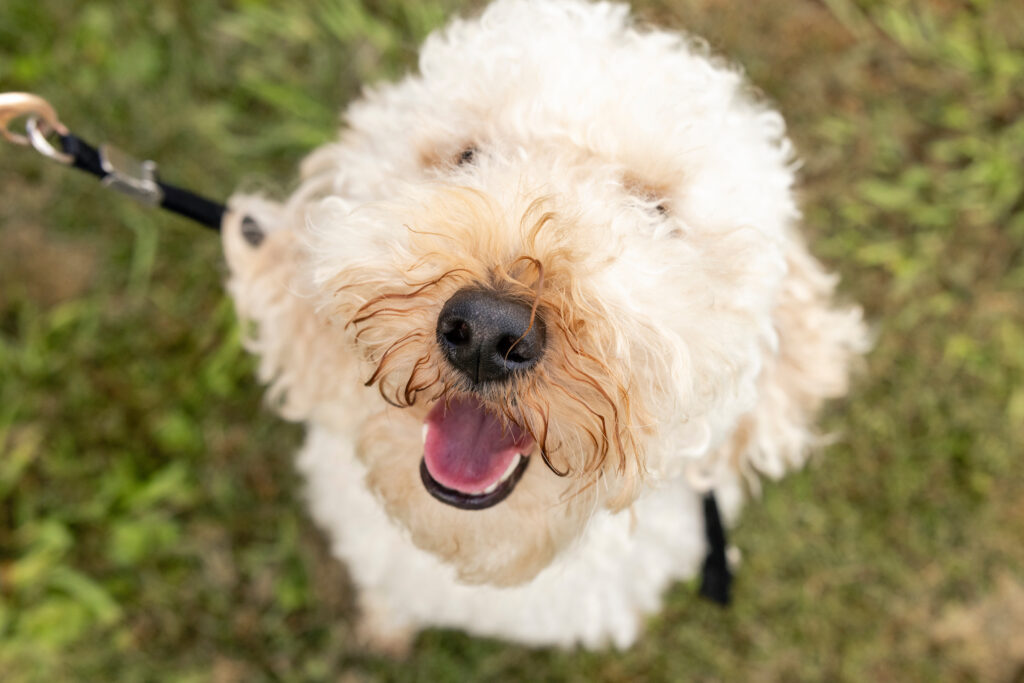 Dr. Elizabeth Malcolm' dog Hickory.