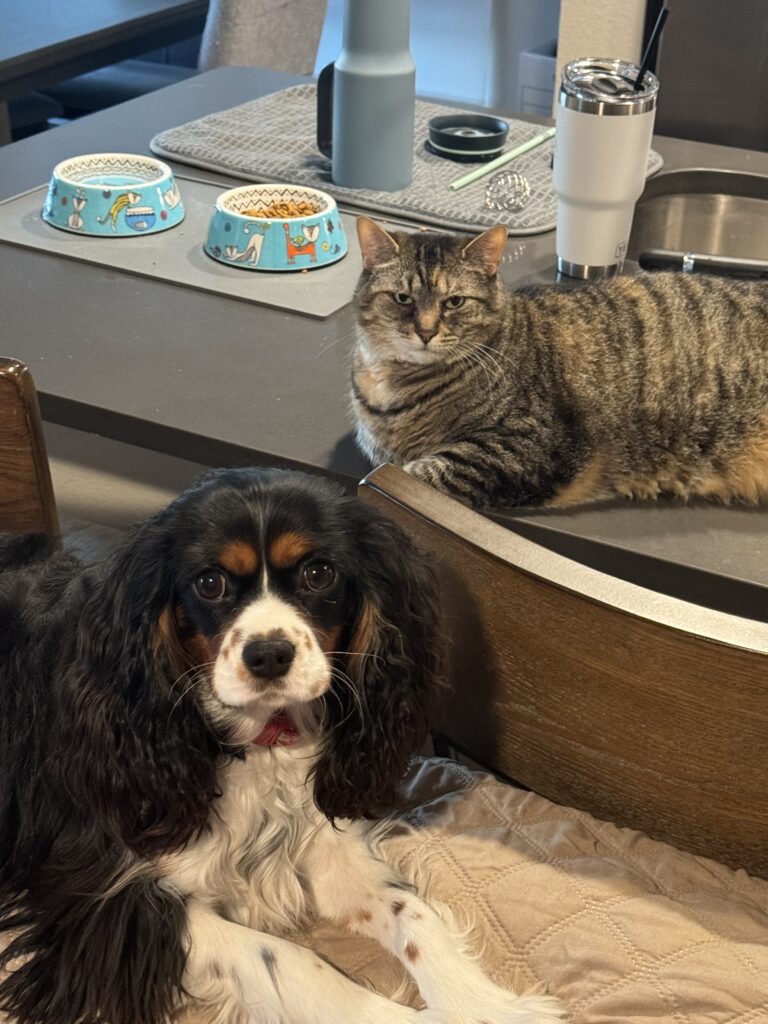 Dr. Kendra Zelachowski's pets: a cat named Phoenix and a dog named Delta.