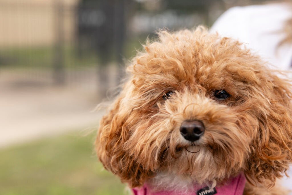 Dr. Ashley Saunders' dog, Hazel.