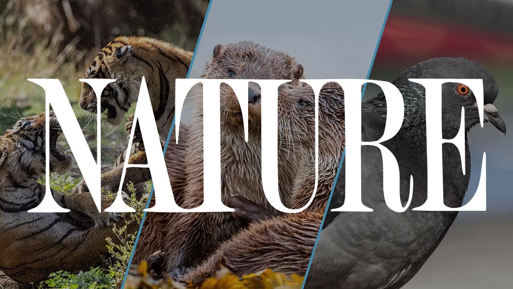 NATURE logo over three pictures of tigers, otters, and a pigeon